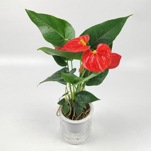 Anthurium P110 (Hydroponic Pot)