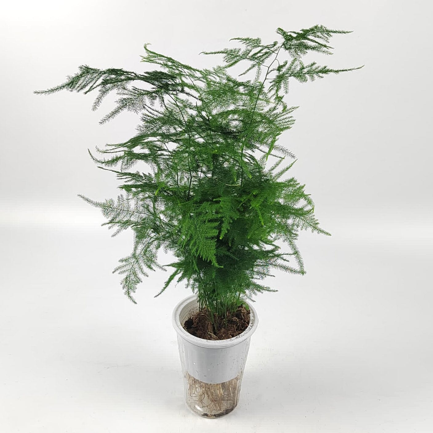 Asparagus Seteceus P110 (Hydroponic Pot)