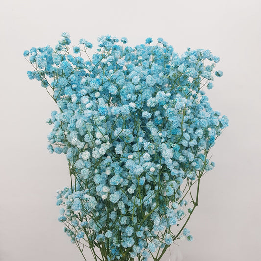 Gypsophila Baby's Breath- Turquoise [10 Stems]