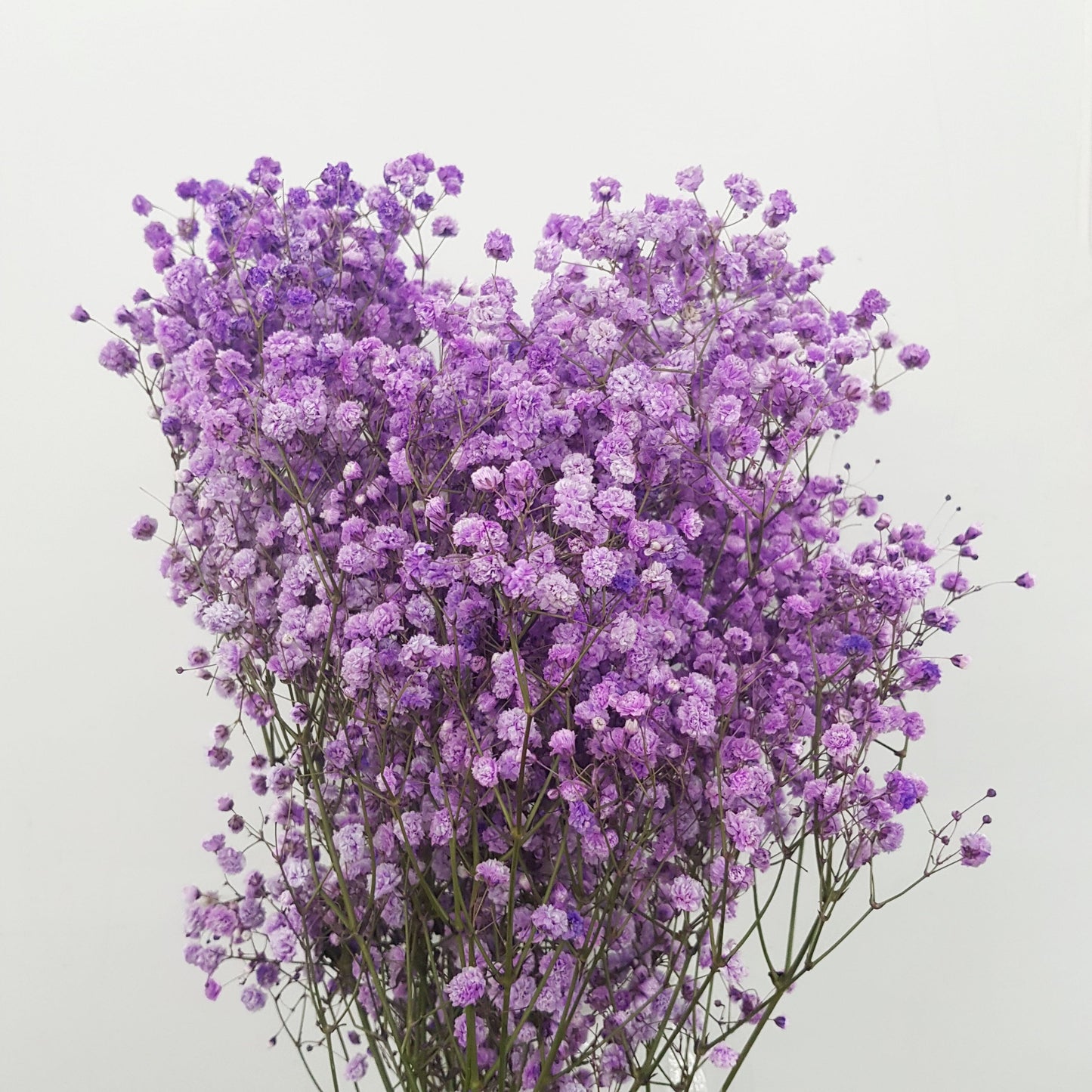 Gypsophila Baby's Breath (Imported) - Purple [25 Stem]