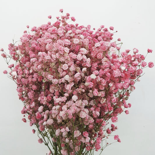 Gypsophila Baby's Breath (Imported) - Red [10 Stem]