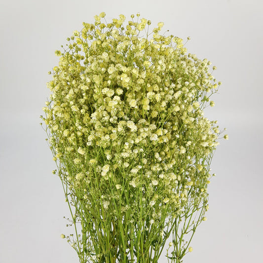 Gypsophila Baby's Breath - Yellow (500g)