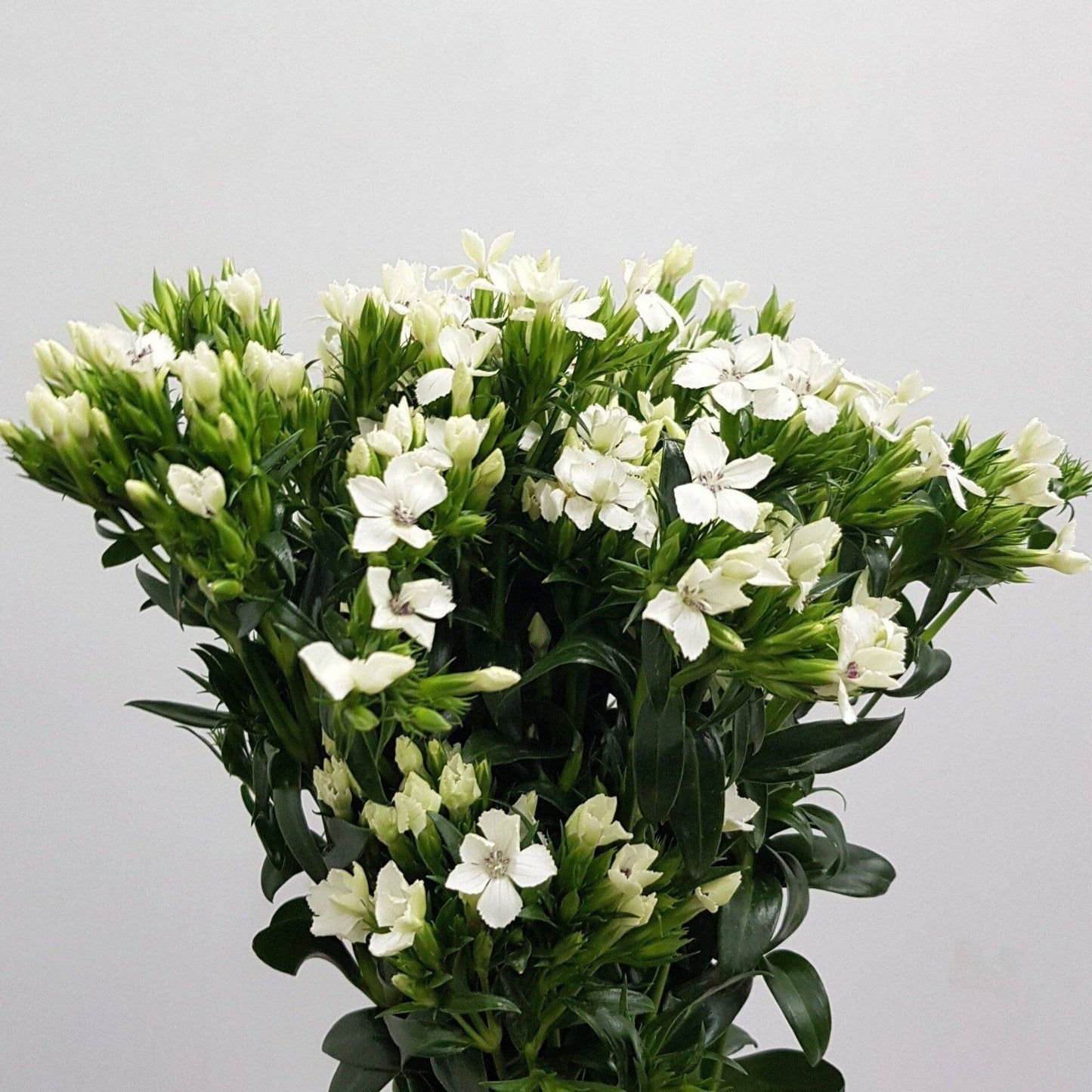 Barbatus Dianthus - White