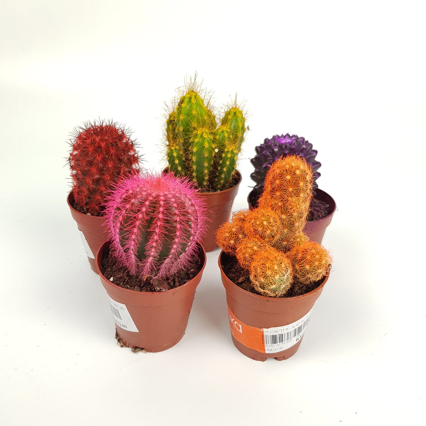 Cactus Rainbow - Assorted Colour