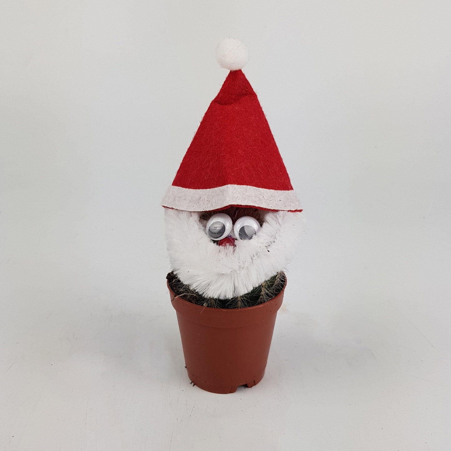 Cactus Santa