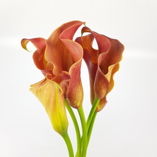 Calla Lily Calista - Orange