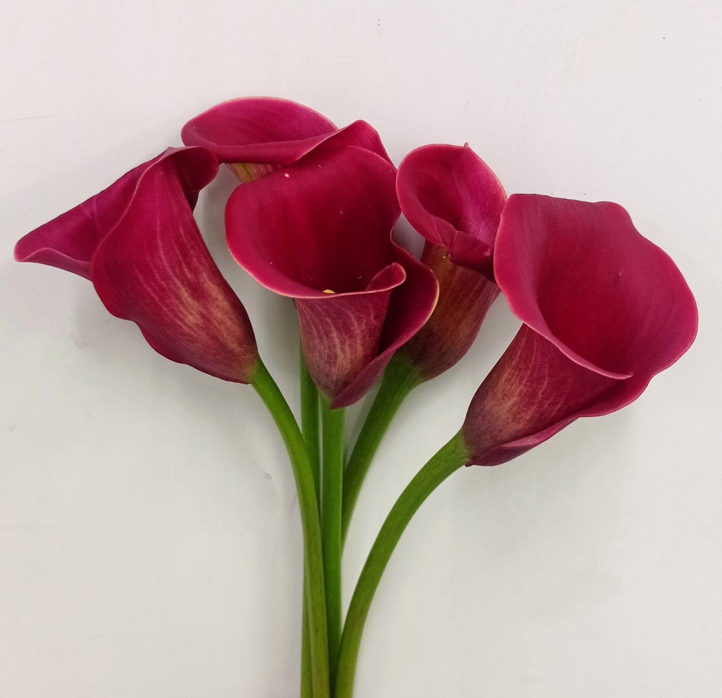 Calla Lily - Red Charm