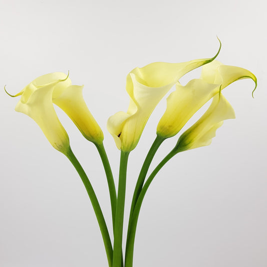 Calla Lily - Snowstar Cream