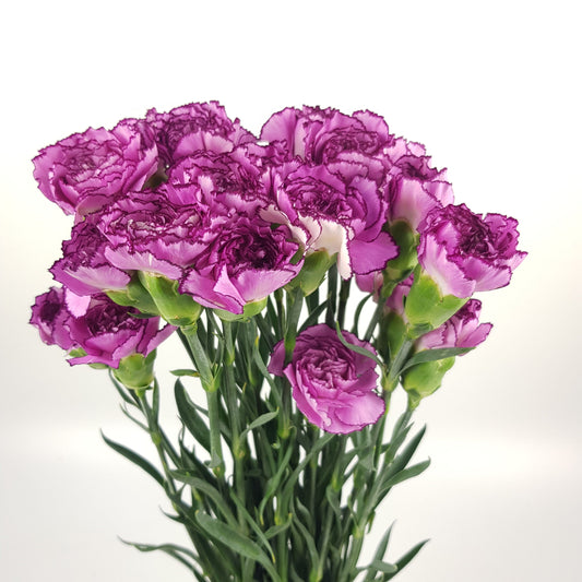 Carnations - 2 Tone Purple