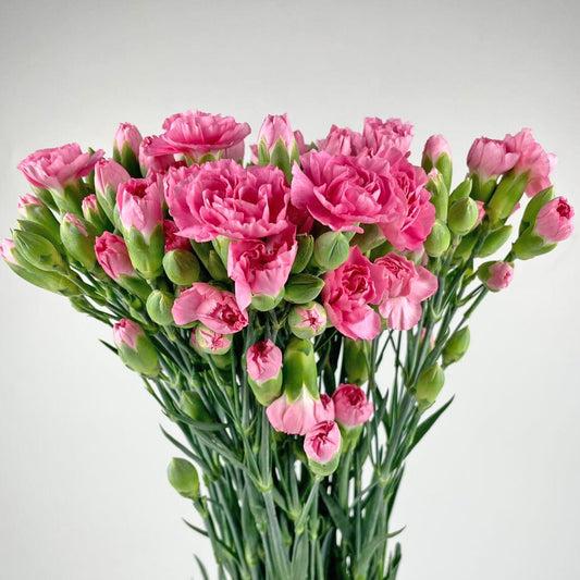 Spray Carnation - Dark Pink