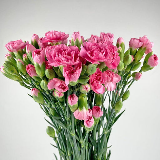 Spray Carnation (Imported) - Dark Pink