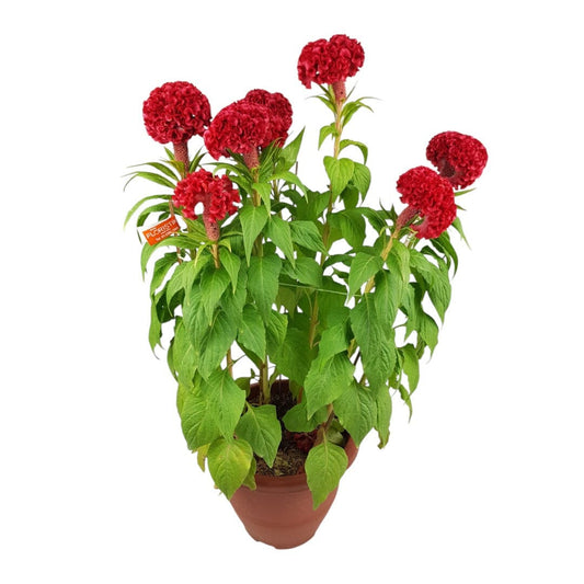 Pot Celosia (3ft)