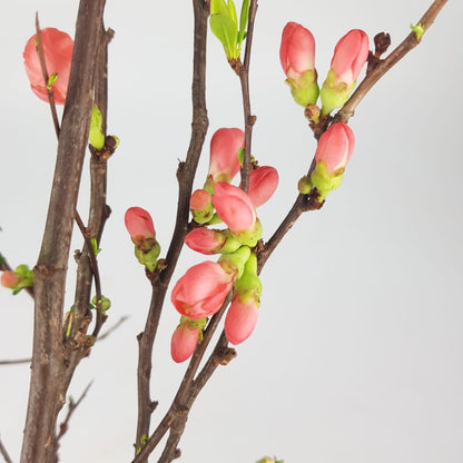 Chaenomeles Superba / Flowering Quince - Pink (130cm)