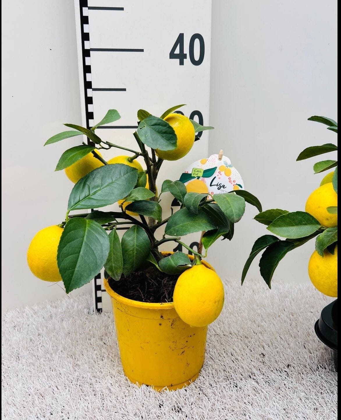 Citrus Tree