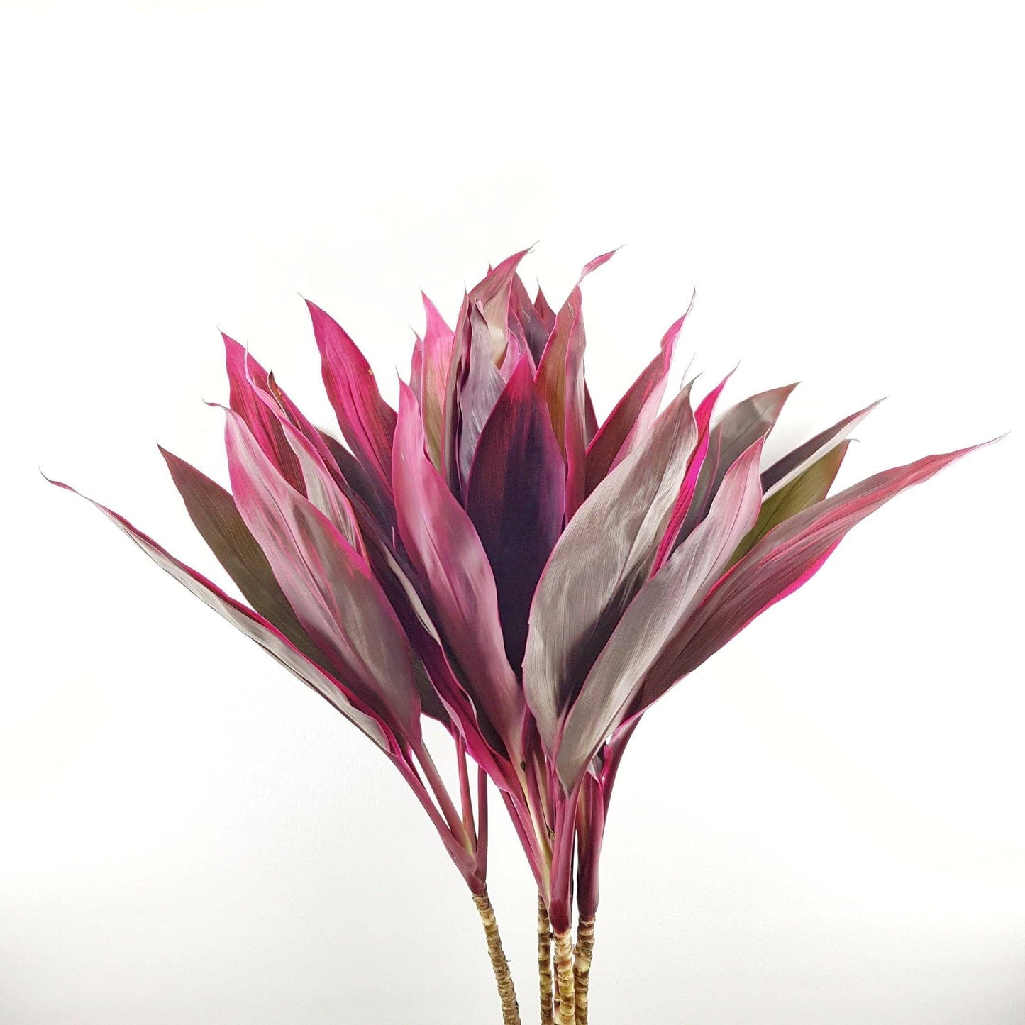 Cordyline Red