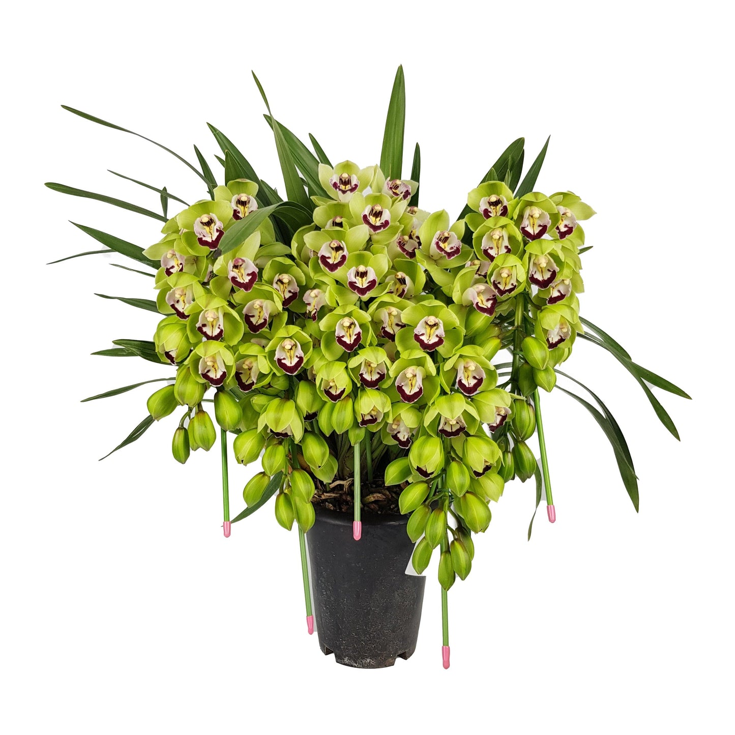 Cymbidium Plant - Green