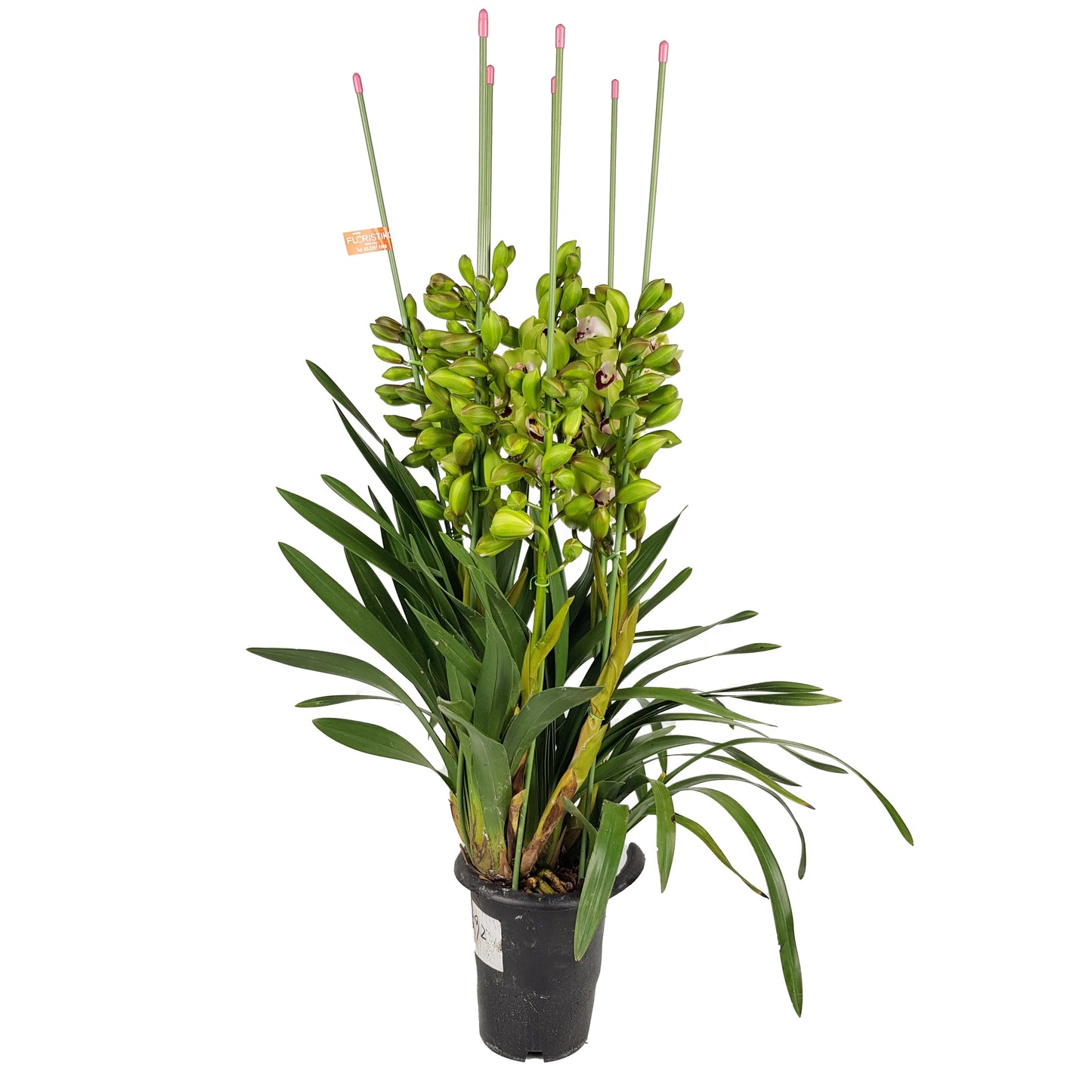 Cymbidium Plant - Green