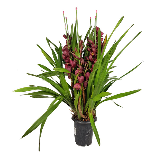 Cymbidium Plant - Maroon