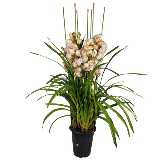 Cymbidium Plant - Pink