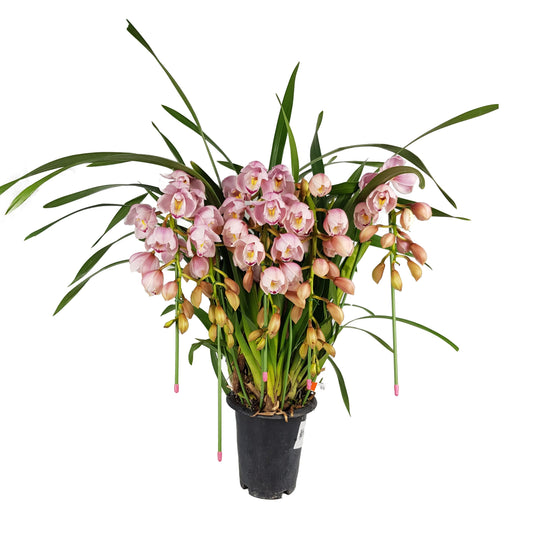 Cymbidium Plant - Pink