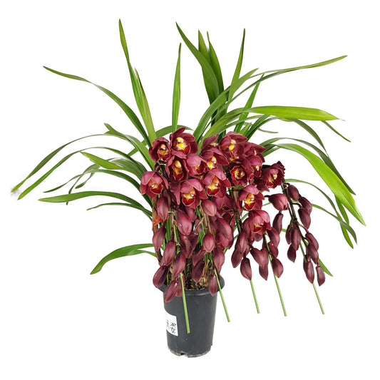 Cymbidium Plant - Maroon