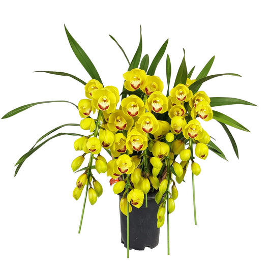 Cymbidium Plant - Yellow