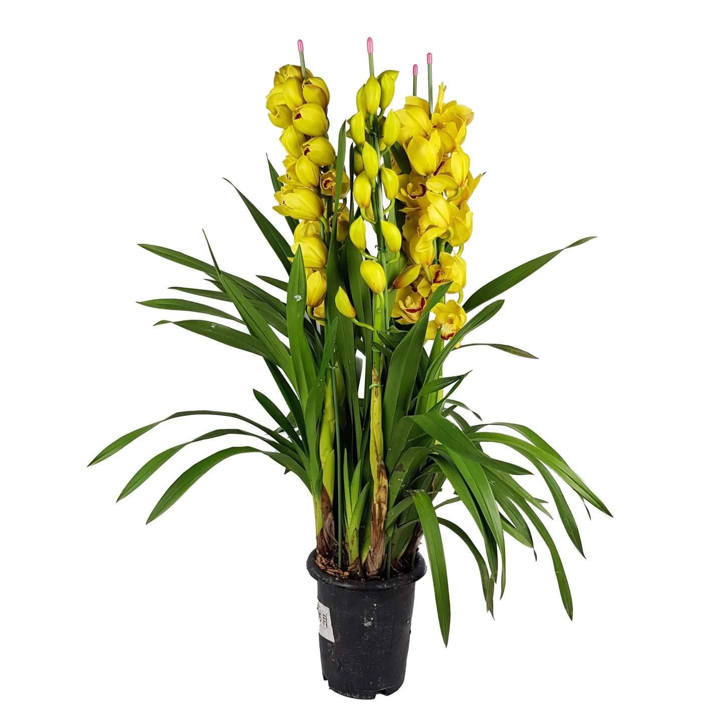 Cymbidium Plant - Yellow