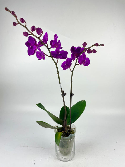 Phalaenopsis Mini Double Stem (Imported)