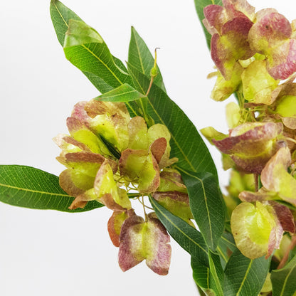 Dodonaea Viscosa/Hopbush