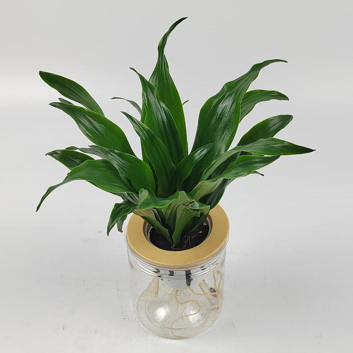 Dracaena Fragrans Compacta P110 (Hydroponic Pot)