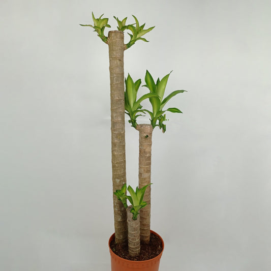 Dracaena Fragrance - 3ft