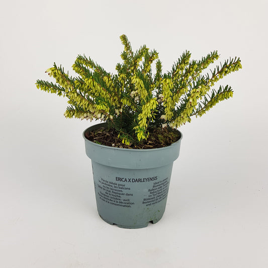 Erica X Darleyensis