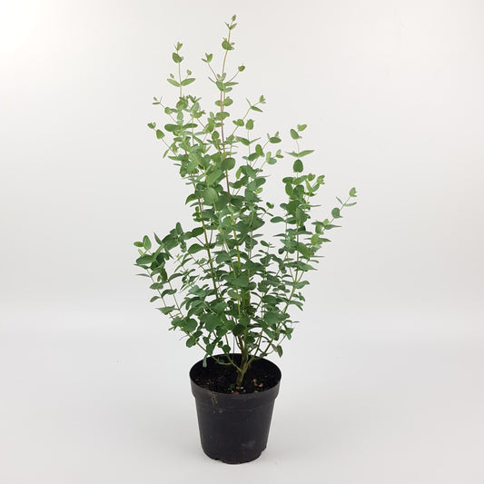 Pot Eucalyptus Gunni