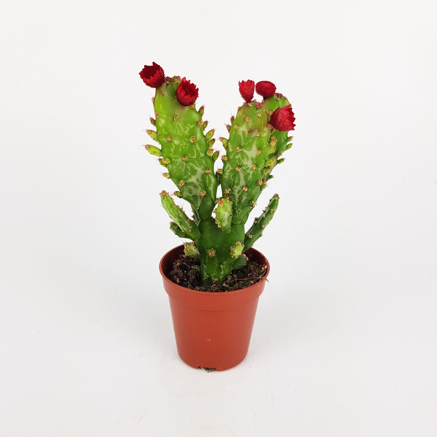 Eve's Pin Cactus