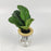 Ficus Lyrata P110 (Hydroponic Pot)