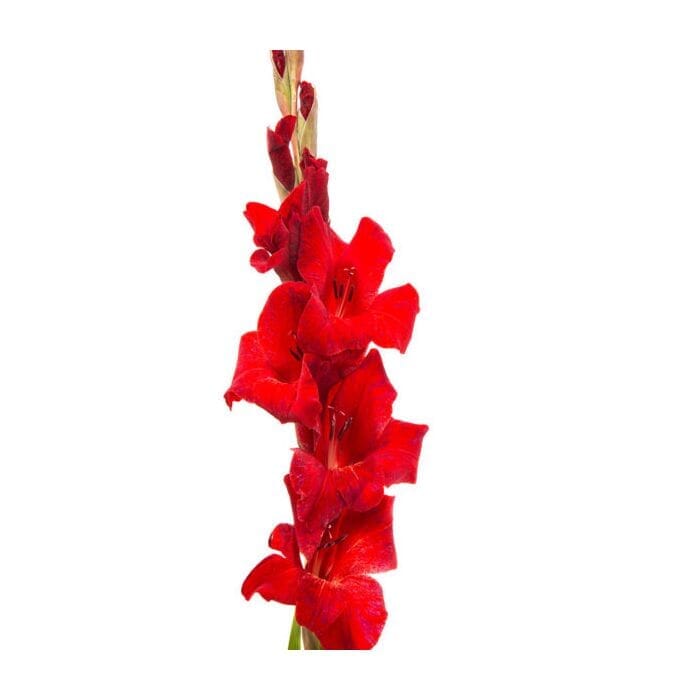 Gladioulus CNY - Red