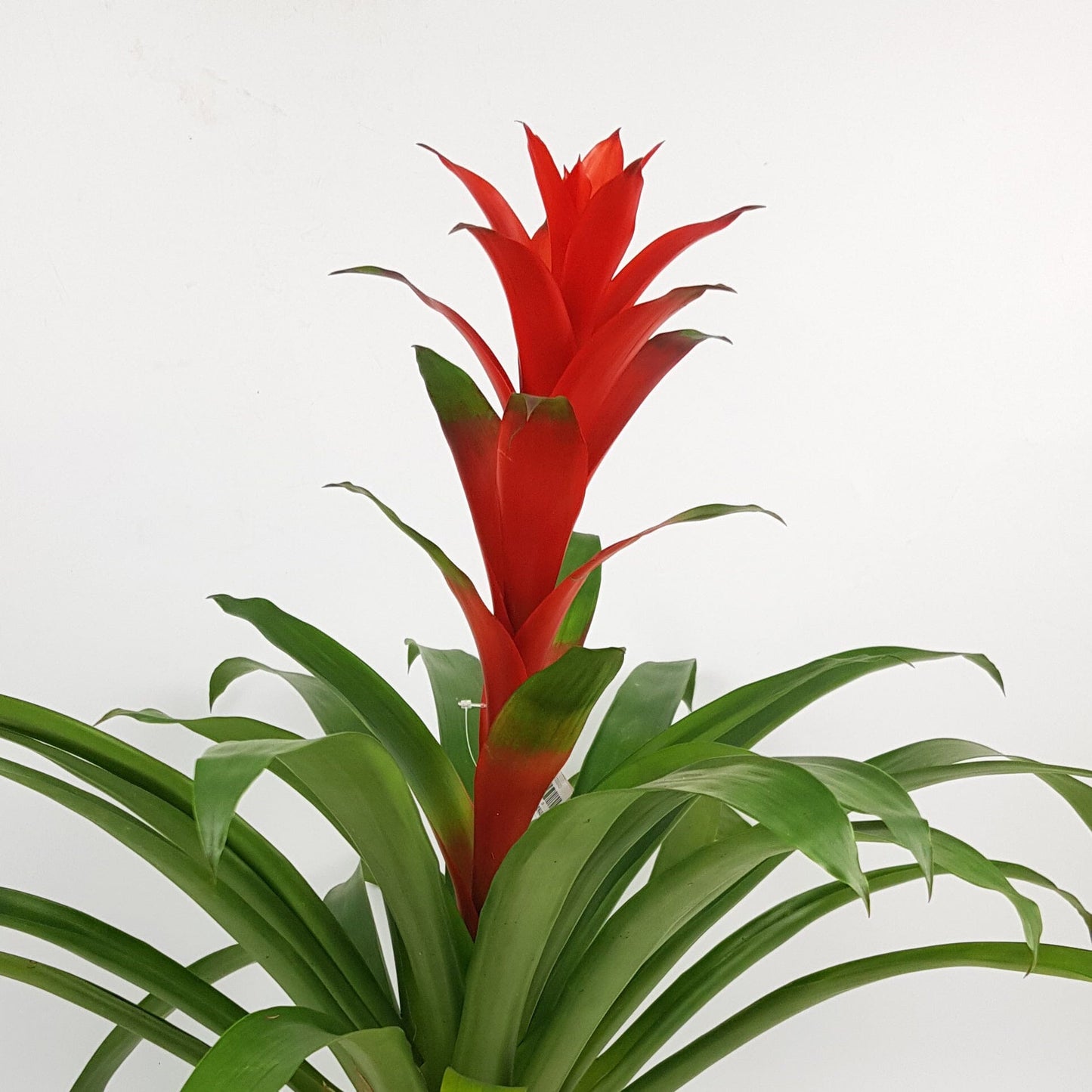 Guzmania - Red