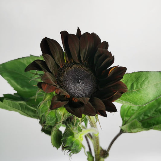 Helianthus Sunflower - Brown