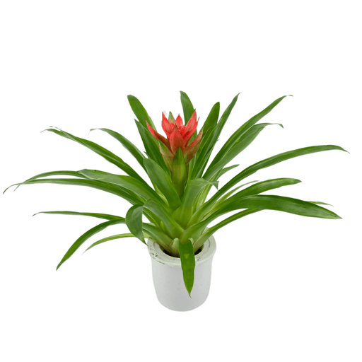 Bromeliad P110 (Hydroponic Pot)