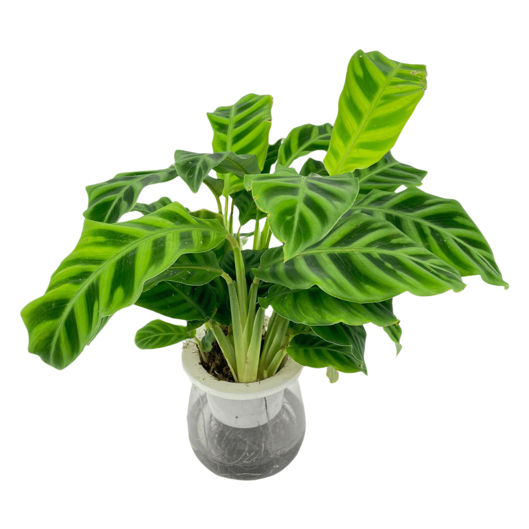 Calathea Warscewiczii P110 (Hydroponic Pot)