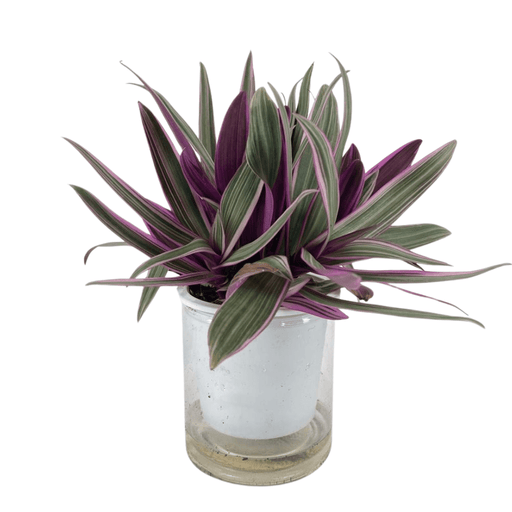 Tradescantia Spathecea/Rhoeo P120 (Hydroponic Pot)