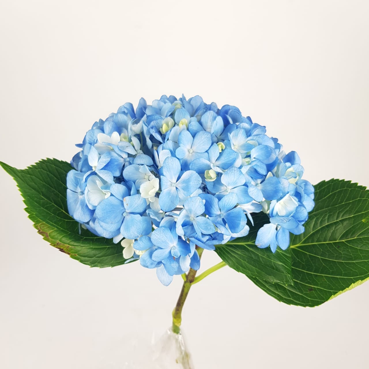 Hydrangea Curacao (Imported) - Blue