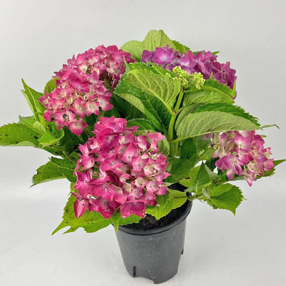 Pot Hydrangea - P15