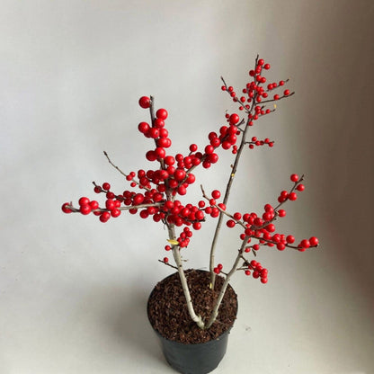 Ilex Verticillata (P200)