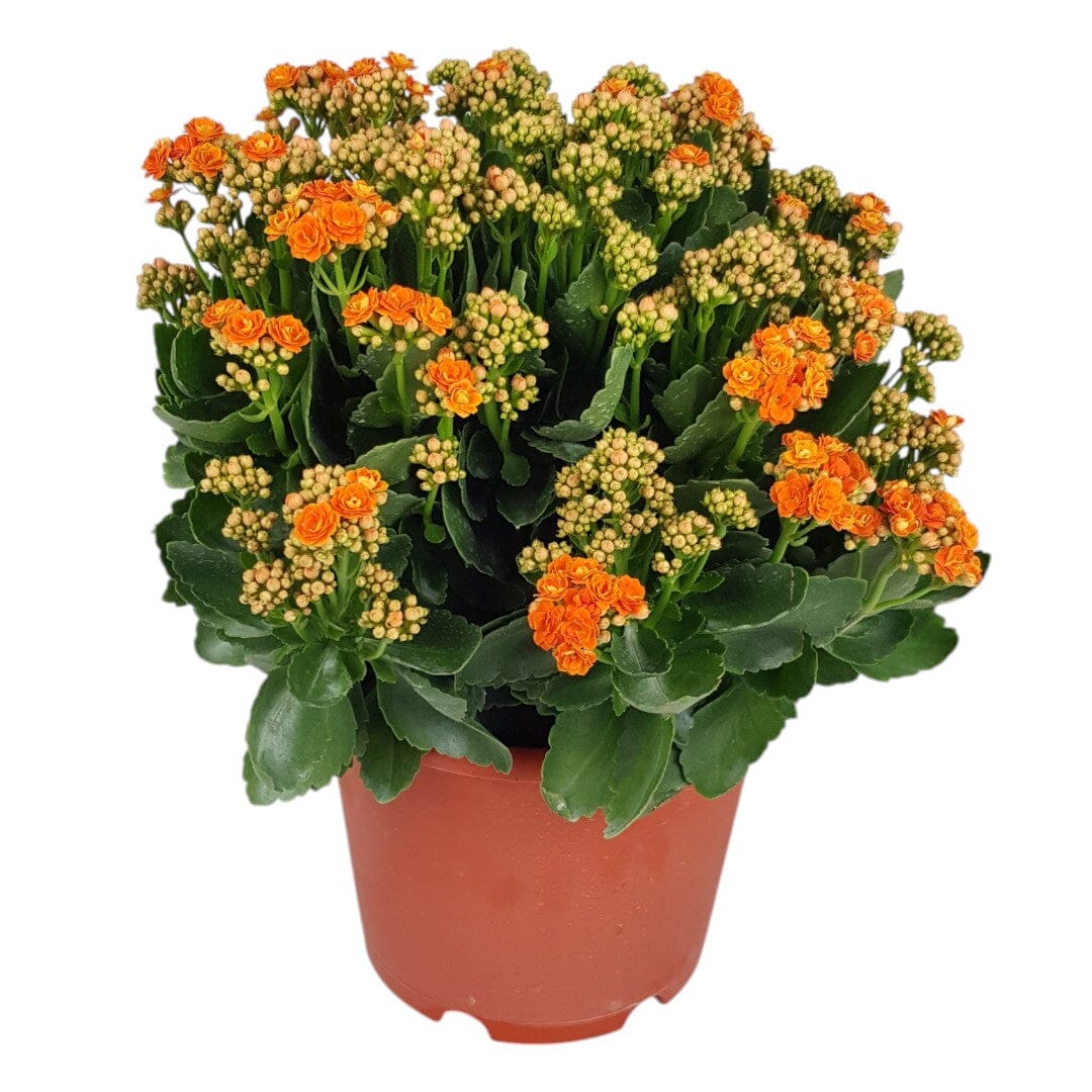 Kalanchoe - Orange (50cm)