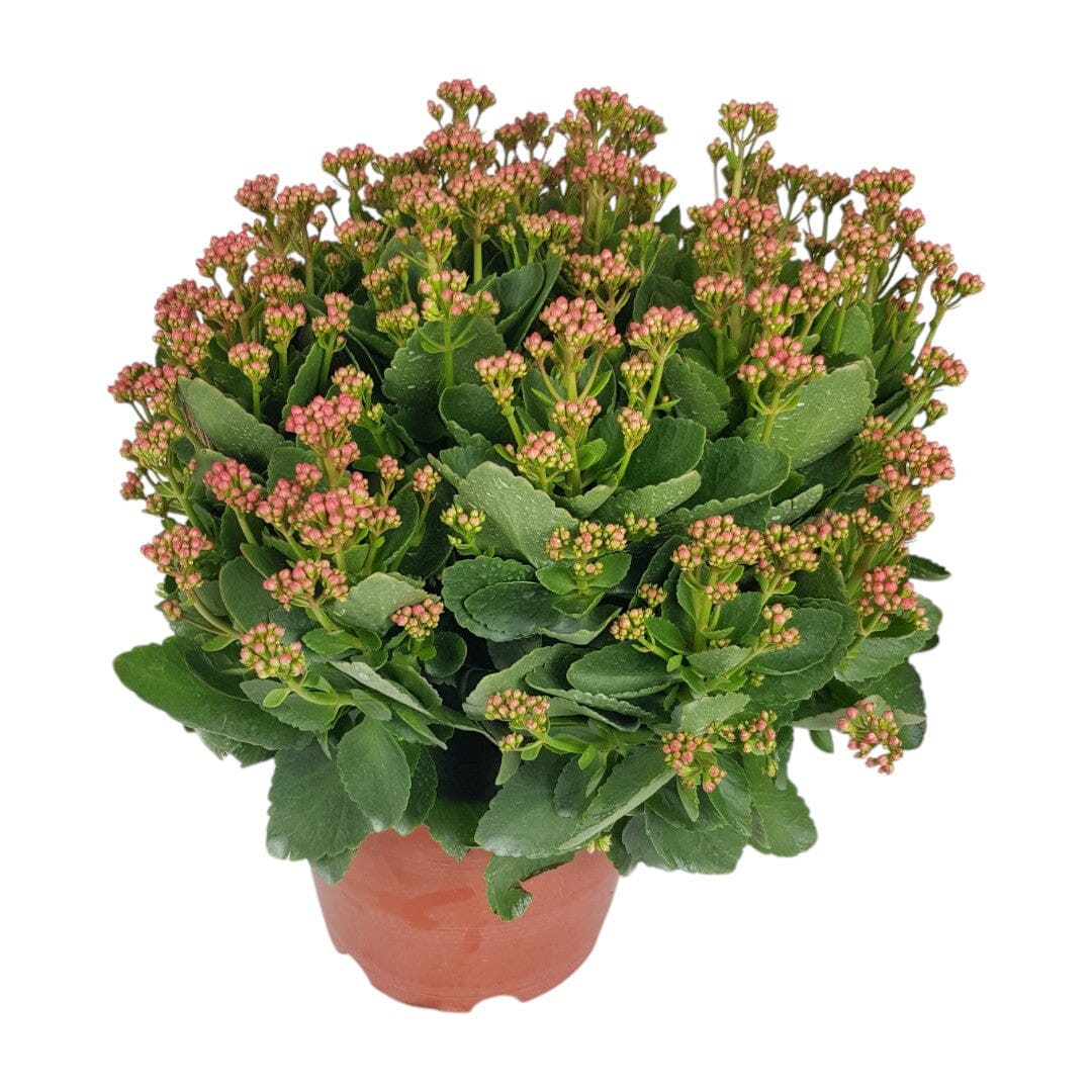 Kalanchoe - Pink (50cm)