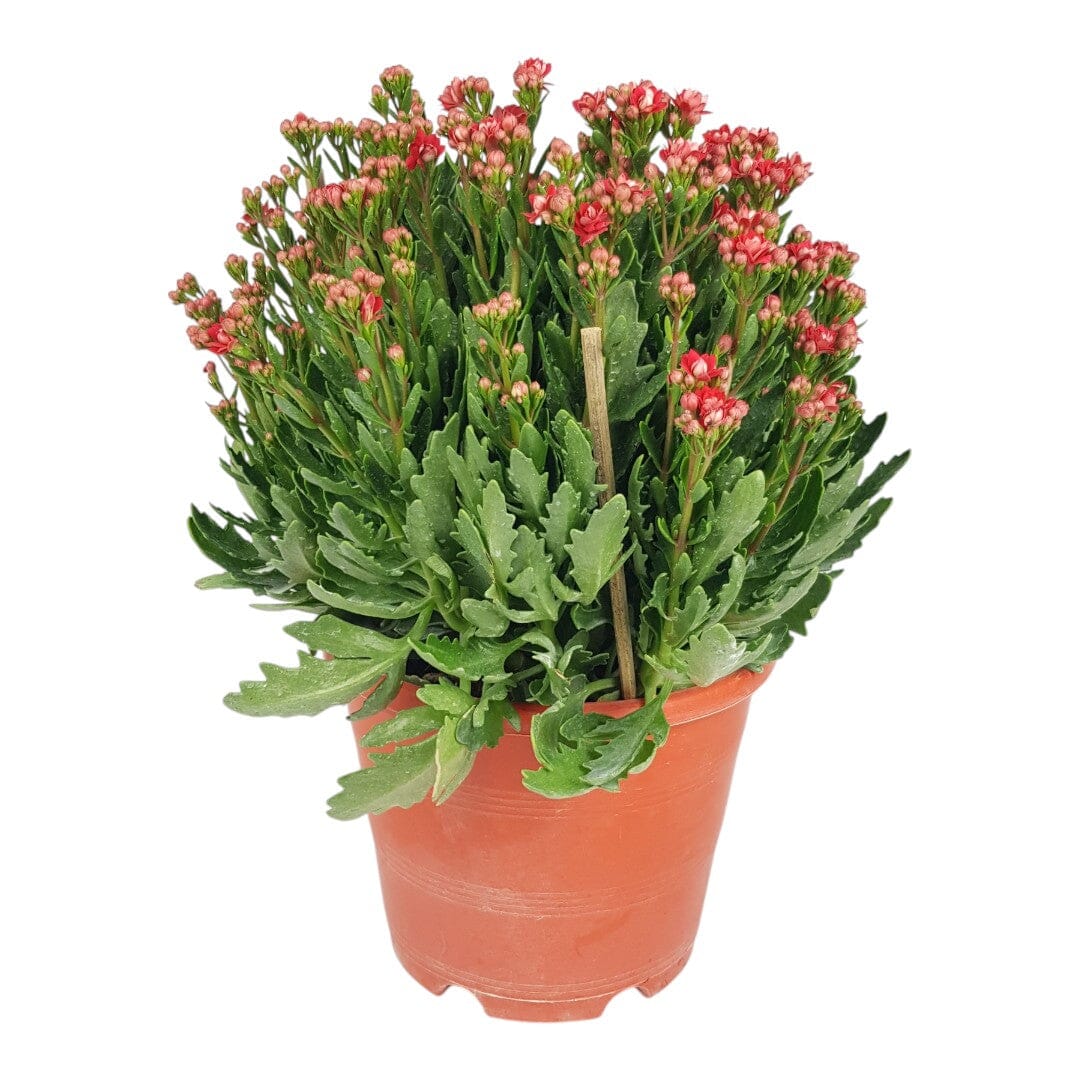 Kalanchoe - Red (50cm)