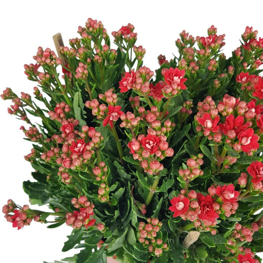 Kalanchoe - Red (50cm)