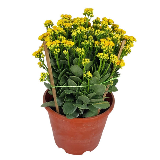 Kalanchoe - Yellow (50cm)