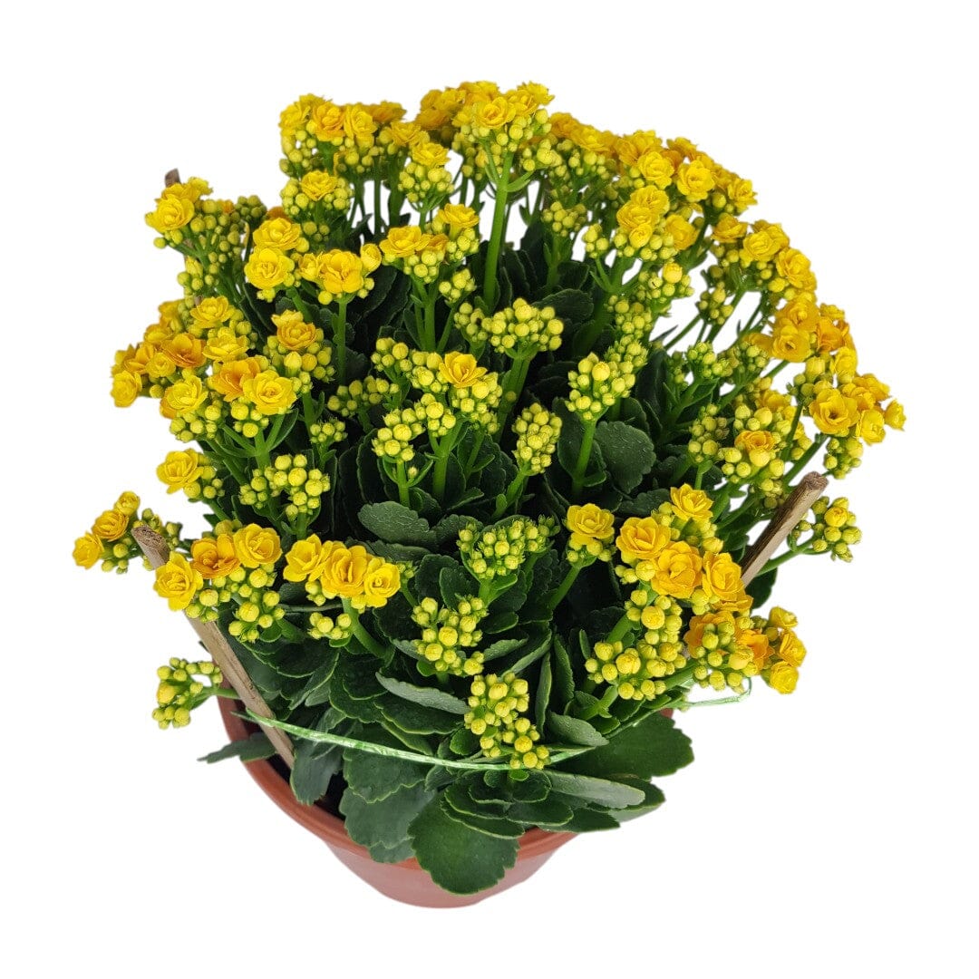 Kalanchoe - Yellow (50cm)